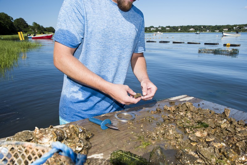 Oyster shucking in Cape Cod